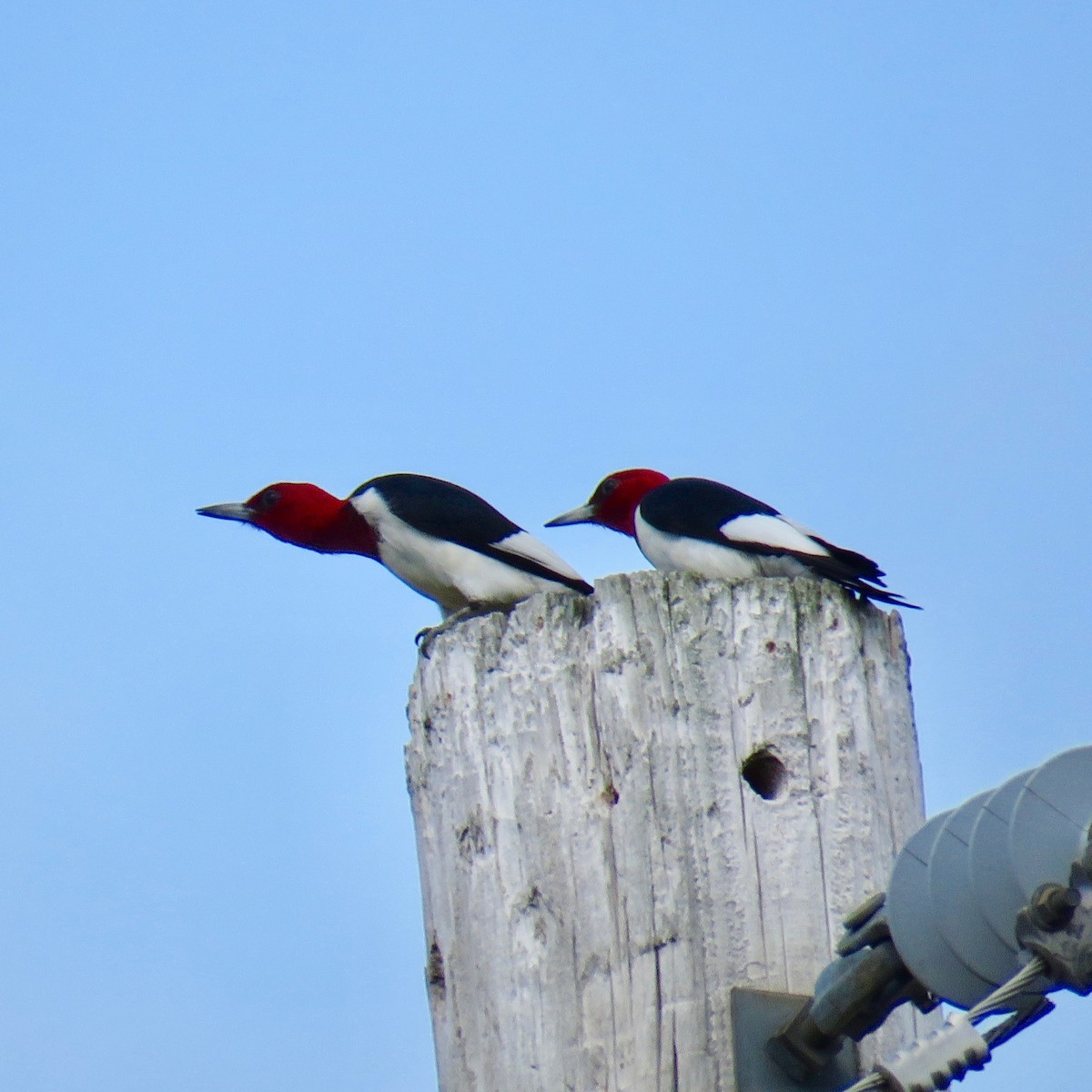 Red-headed Woodpecker - ML58641181