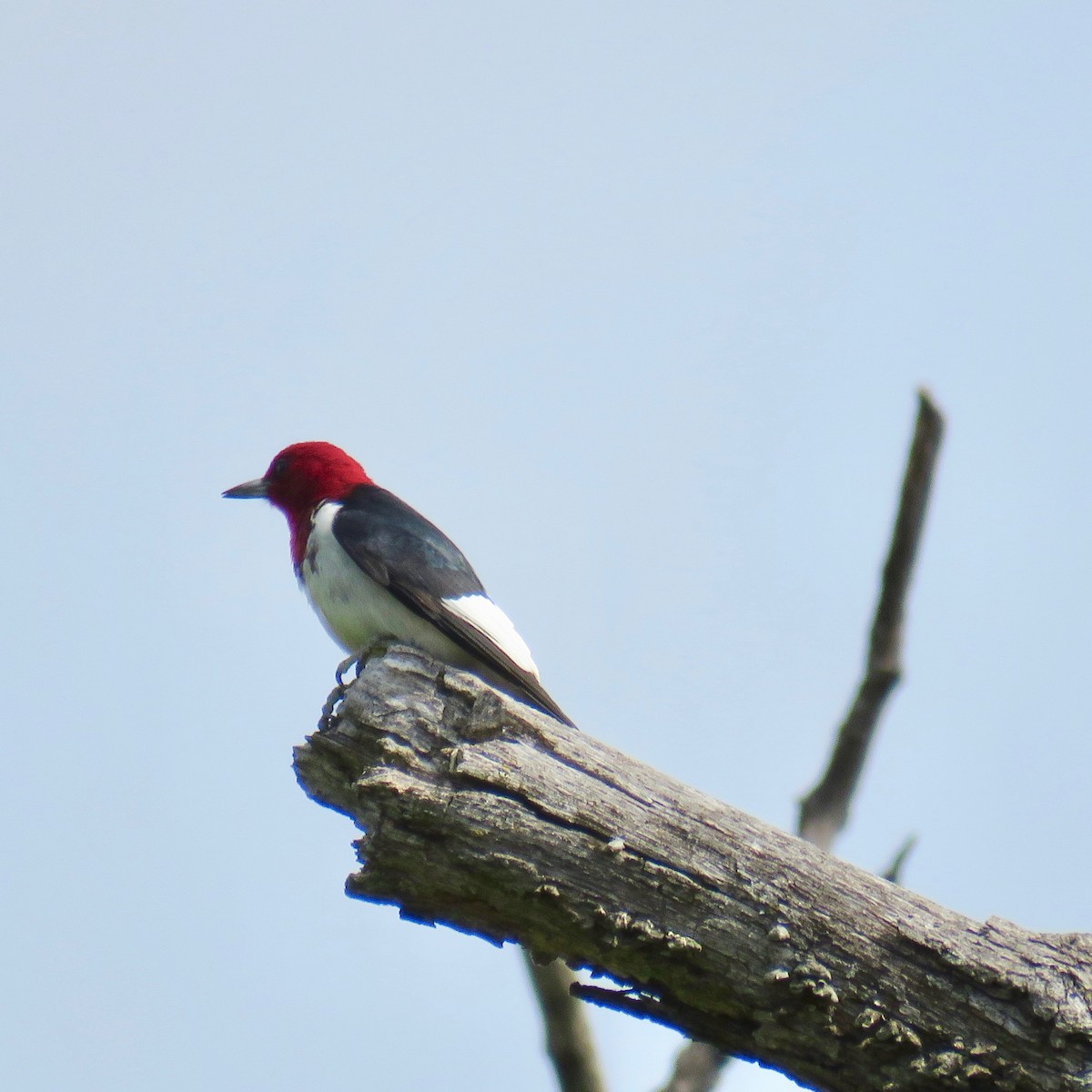 Red-headed Woodpecker - Ann Tanner