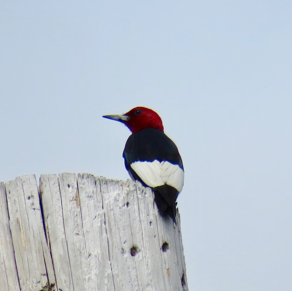 Red-headed Woodpecker - ML58641201