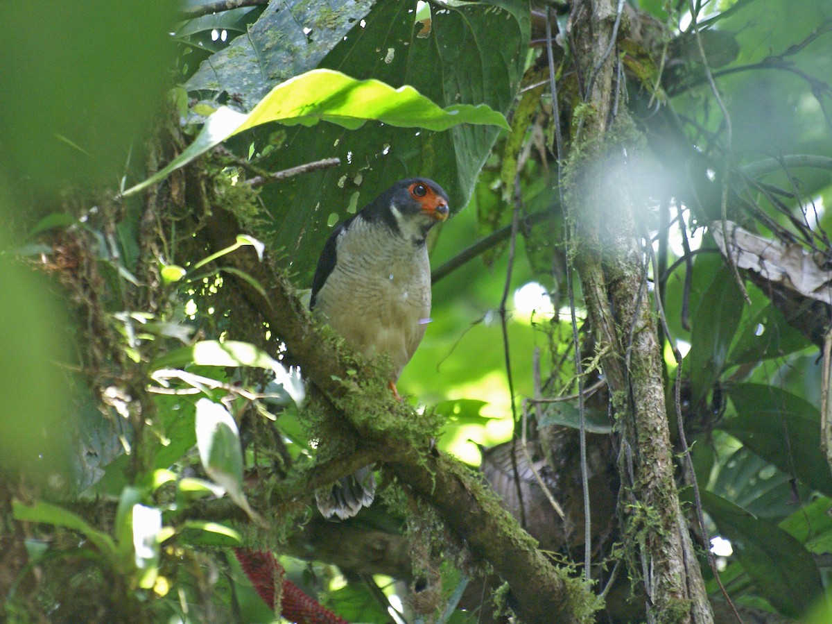 Plumbeous Forest-Falcon - ML586412831