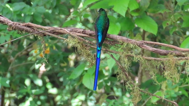 Violet-tailed Sylph - ML586413011