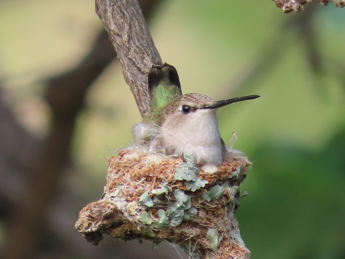 Black-chinned Hummingbird - Pamela Hunt