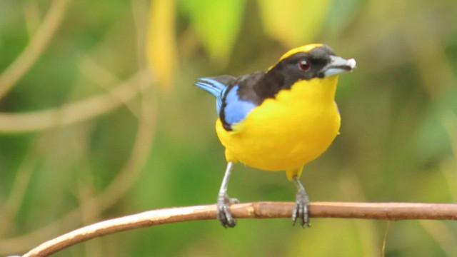 Blue-winged Mountain Tanager - ML586417921