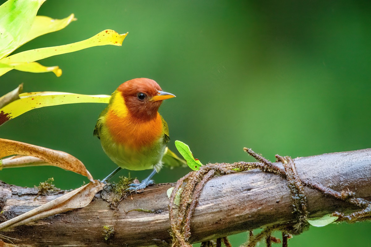 Rufous-headed Tanager - ML586420891