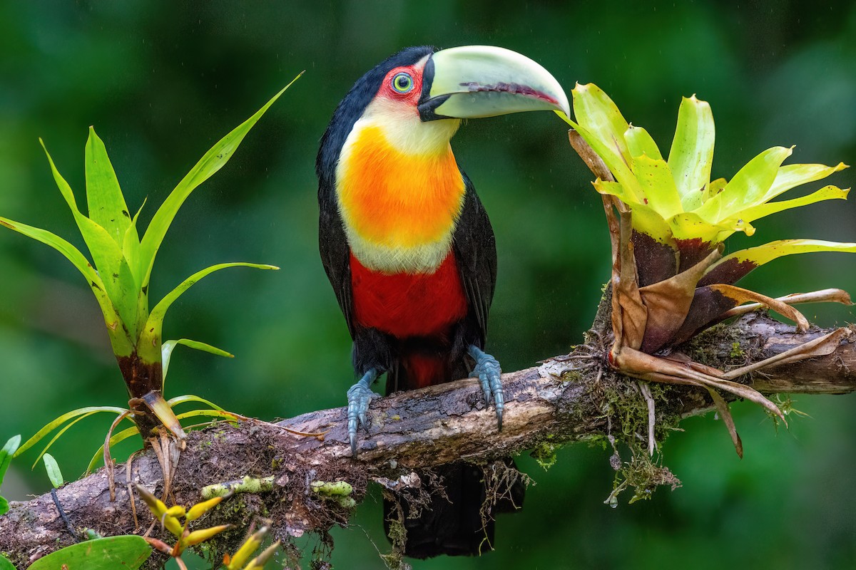 Red-breasted Toucan - ML586422581