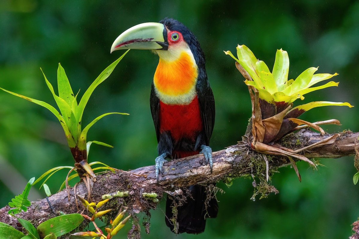 Red-breasted Toucan - ML586422591