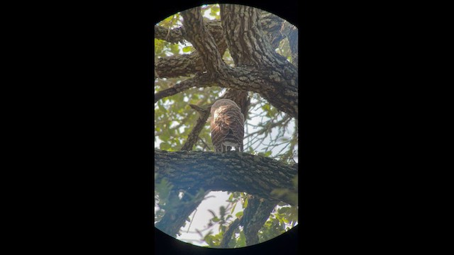 Barred Owl - ML586424971