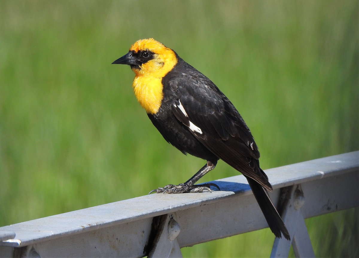 Yellow-headed Blackbird - ML586425571