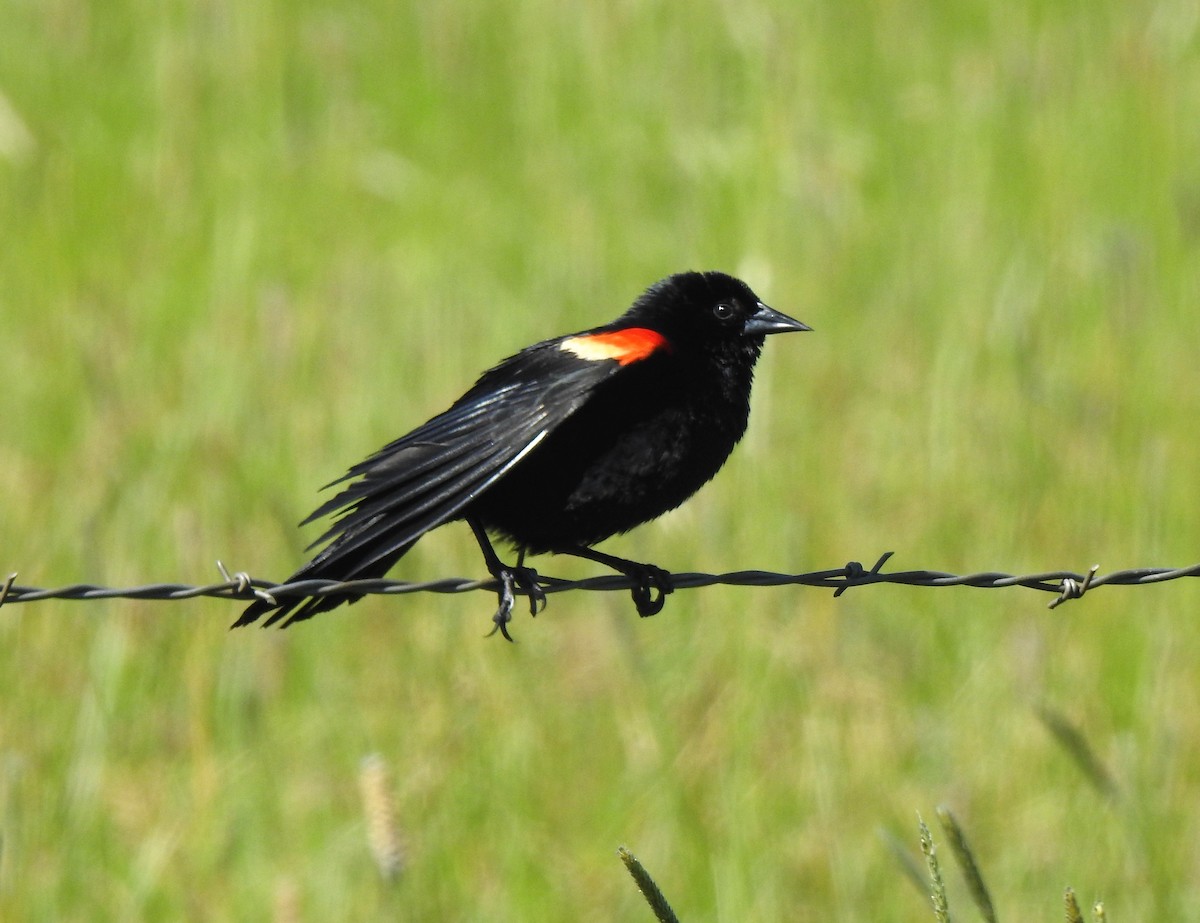 Red-winged Blackbird - ML586425831