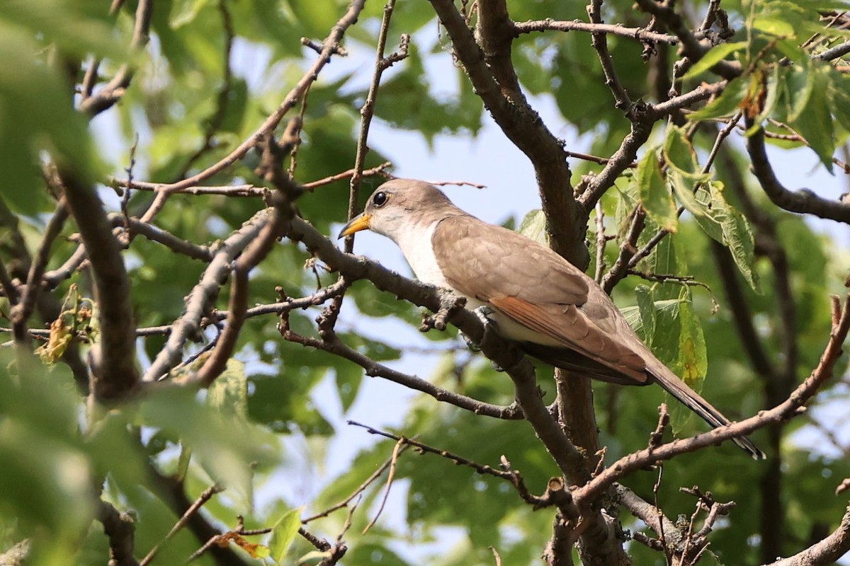 eBird Checklist 16 Jun 2023 559th Ave Alexandria WMA 5 species