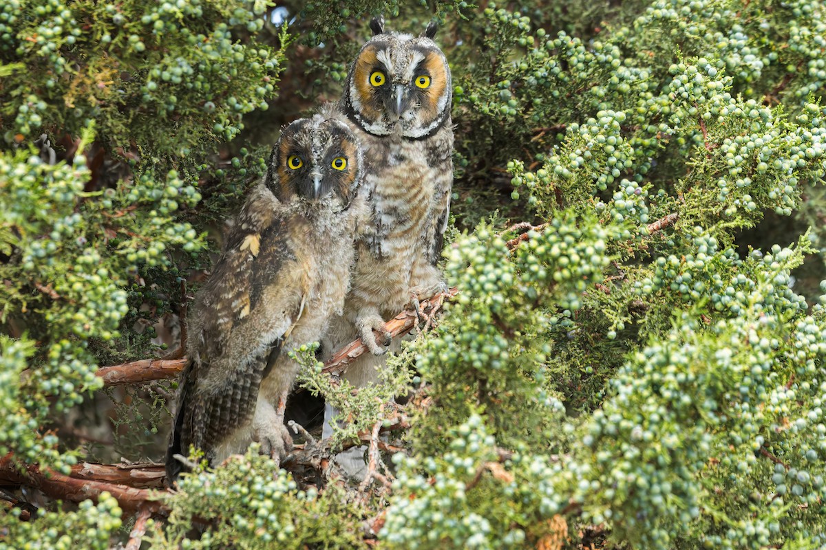Long-eared Owl - ML586433011