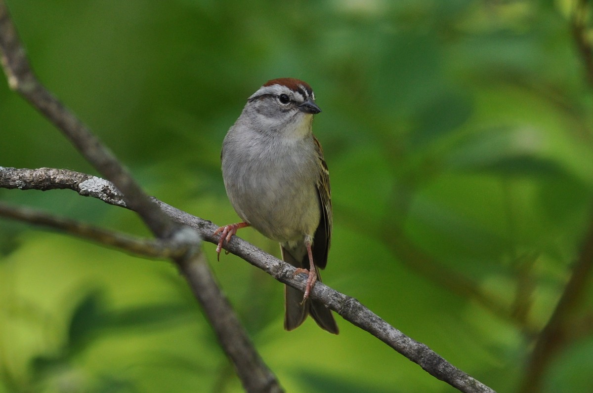 Chipping Sparrow - ML586433481