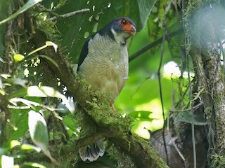  - Plumbeous Forest-Falcon