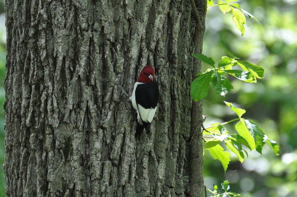 Red-headed Woodpecker - ML586434321