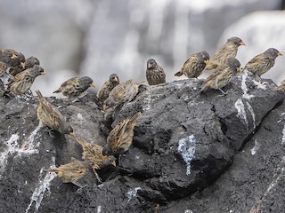 モフモフの立て髪のゴリラコガネ⑧【標本】 モフモフの立て髪のゴリラコガネ③【標本】 - メルカリ