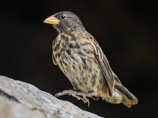 Vampire Ground-Finch - Geospiza septentrionalis - Birds of the World