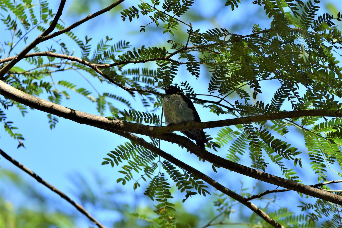 Black-headed Tanager - ML586441551