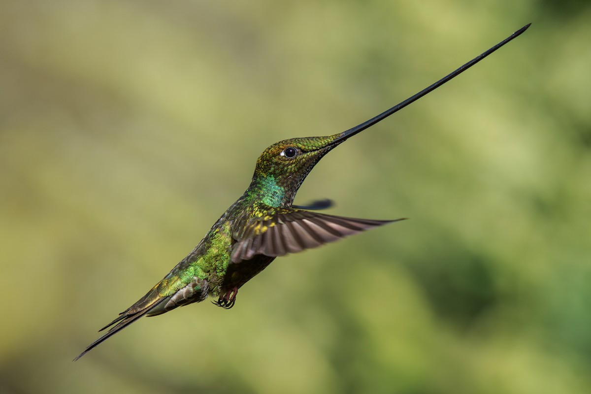 Sword-billed Hummingbird - ML586441851