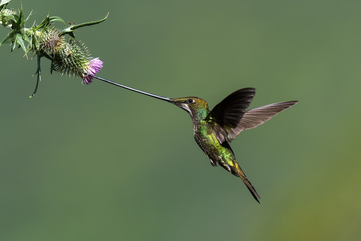 Sword-billed Hummingbird - Jeff Hapeman