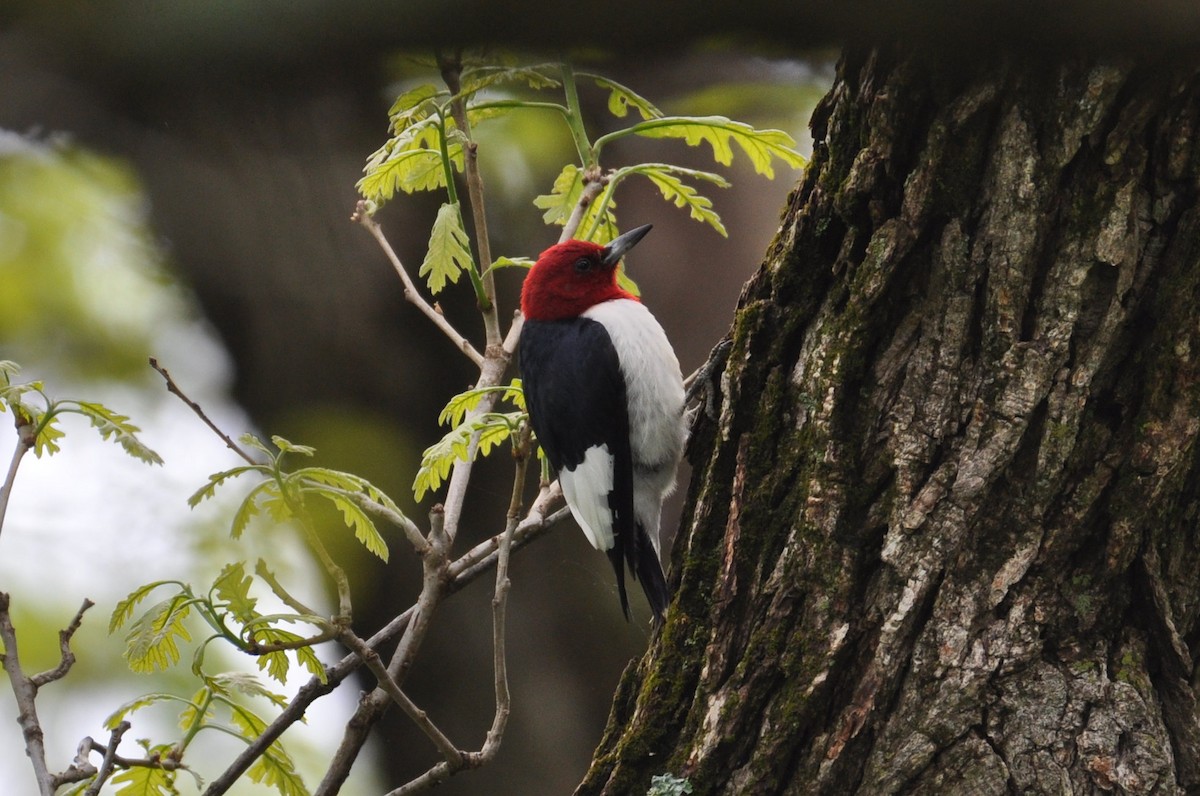 Red-headed Woodpecker - ML586442051