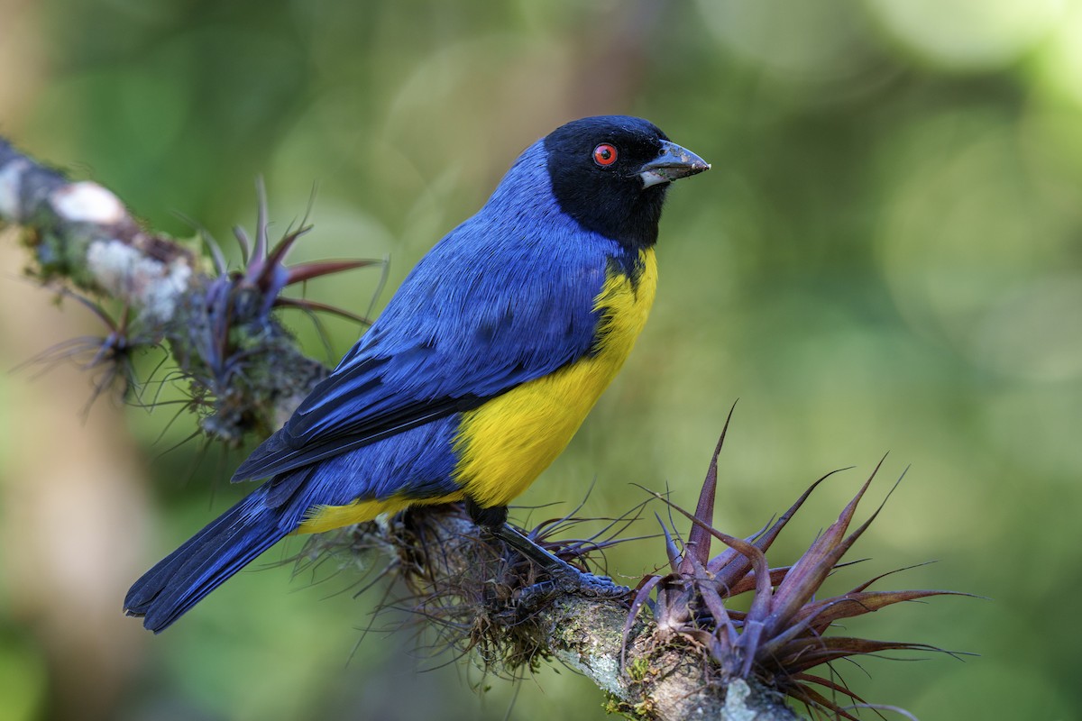 Hooded Mountain Tanager - ML586442061
