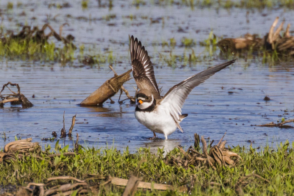 Semipalmated Plover - Kenny Younger