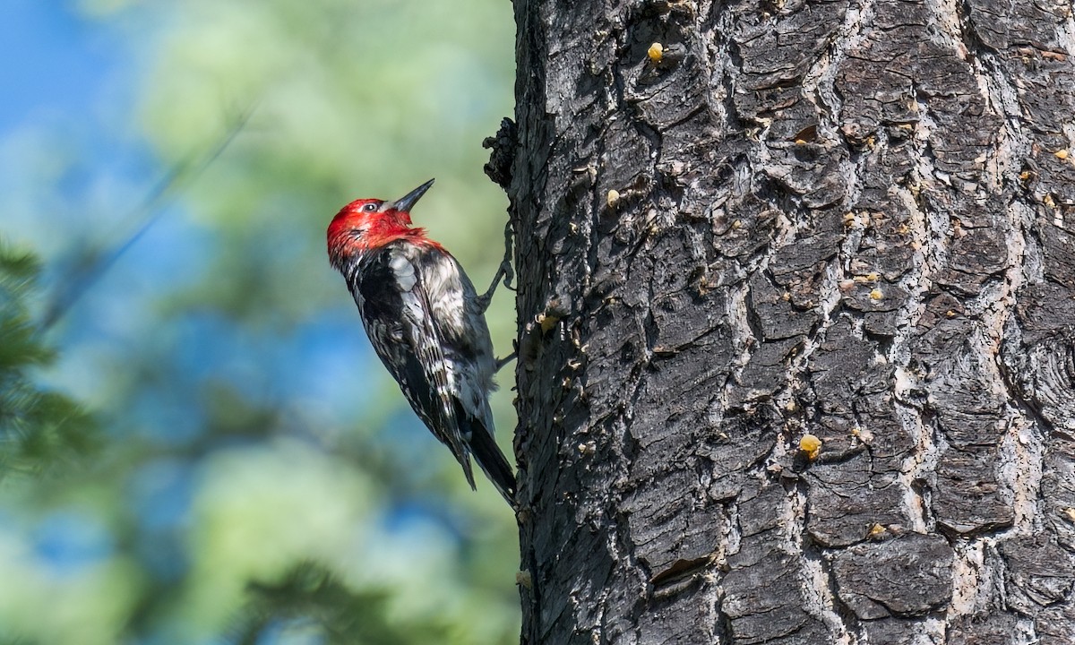 Red-breasted Sapsucker - ML586448871