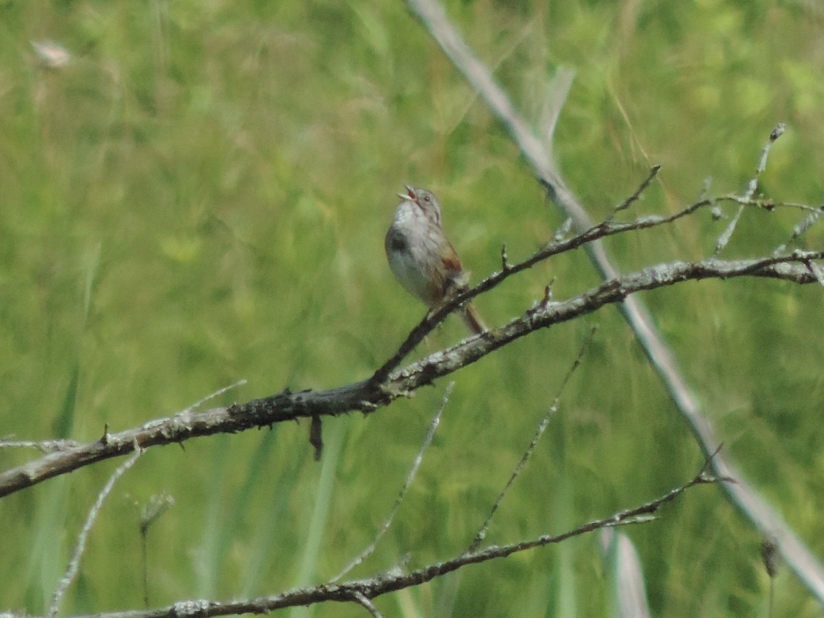 Swamp Sparrow - ML586450741