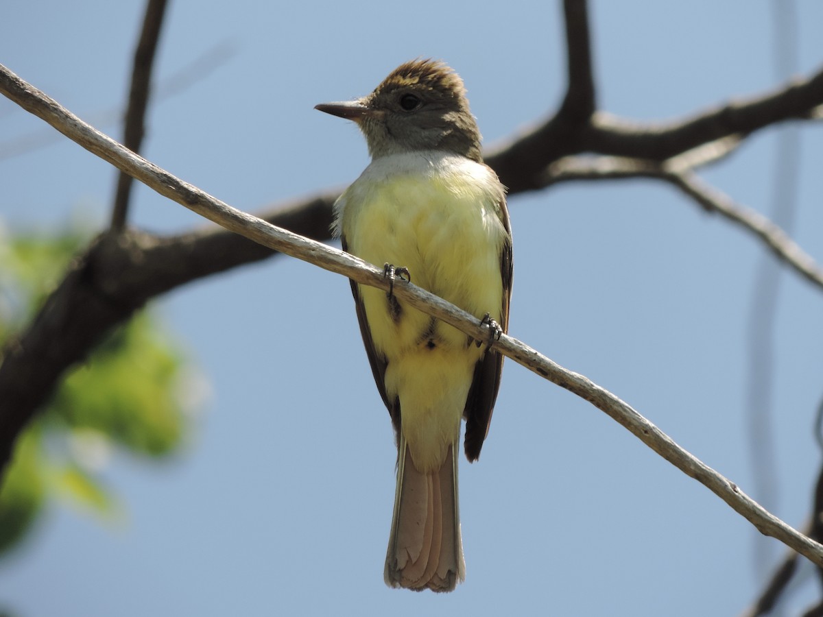 Great Crested Flycatcher - ML586451021