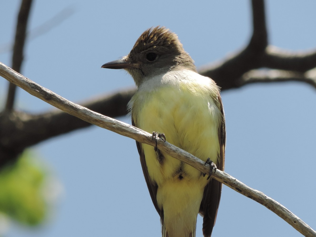 Great Crested Flycatcher - ML586451041