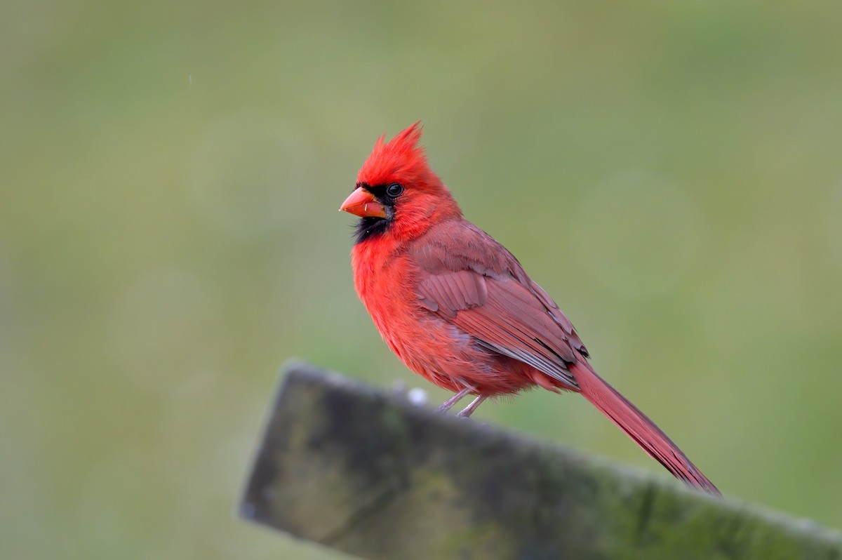 Cardinal rouge - ML586454121