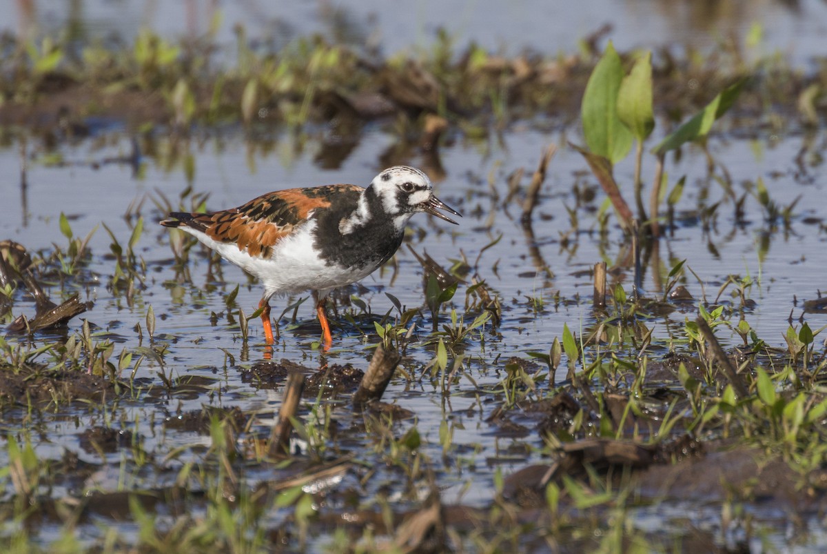 Ruddy Turnstone - Kenny Younger