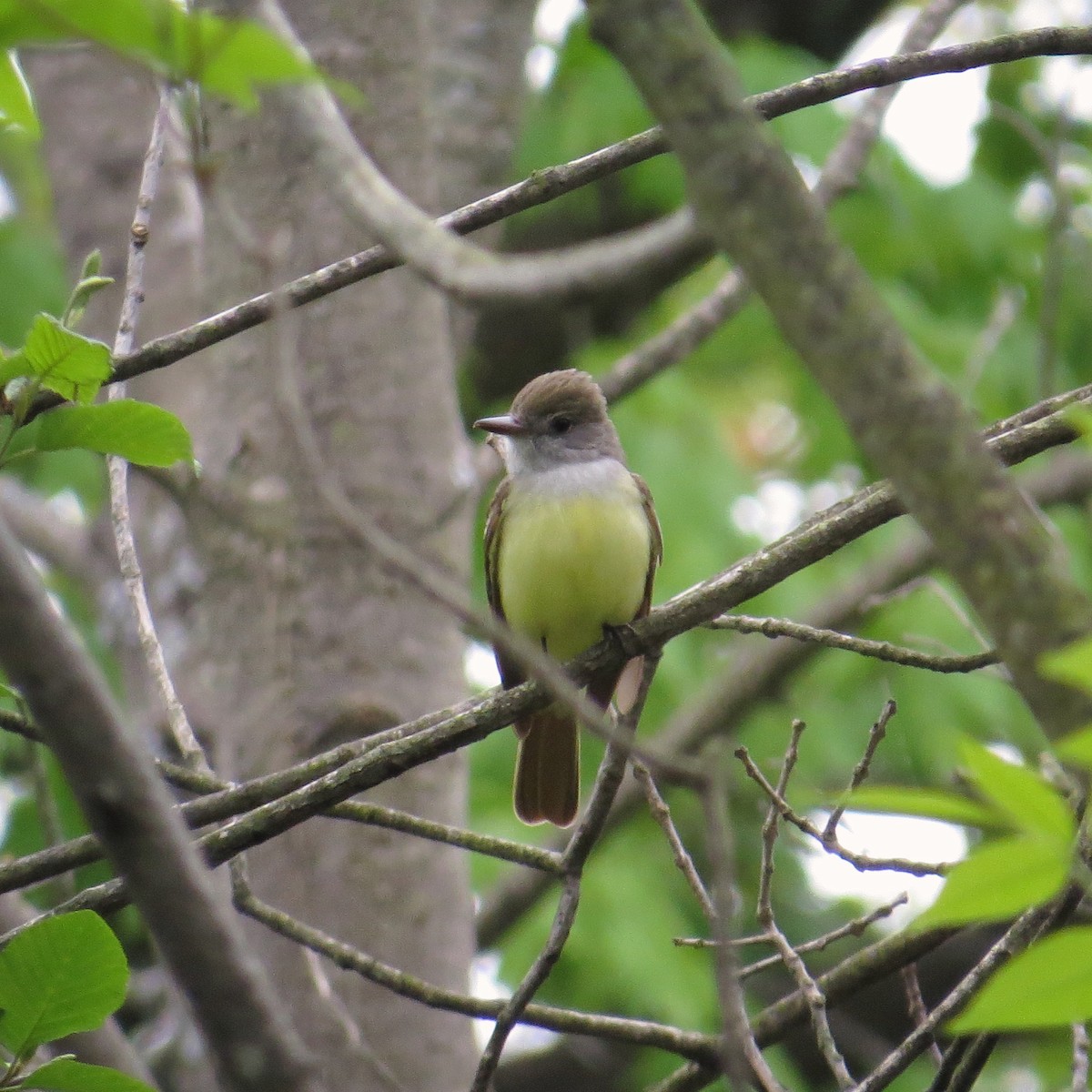 Great Crested Flycatcher - Emily Tornga