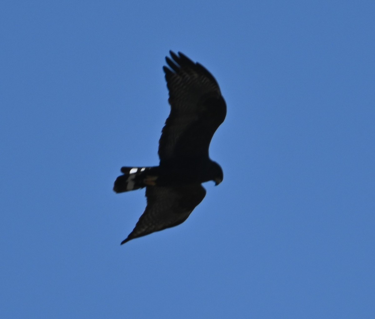 Zone-tailed Hawk - ML586459351