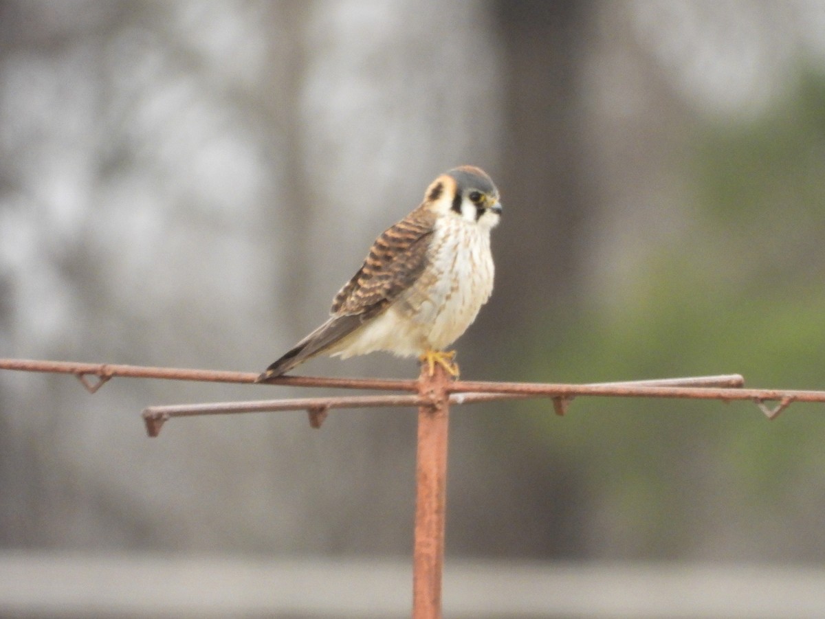 Buntfalke - ML586463571
