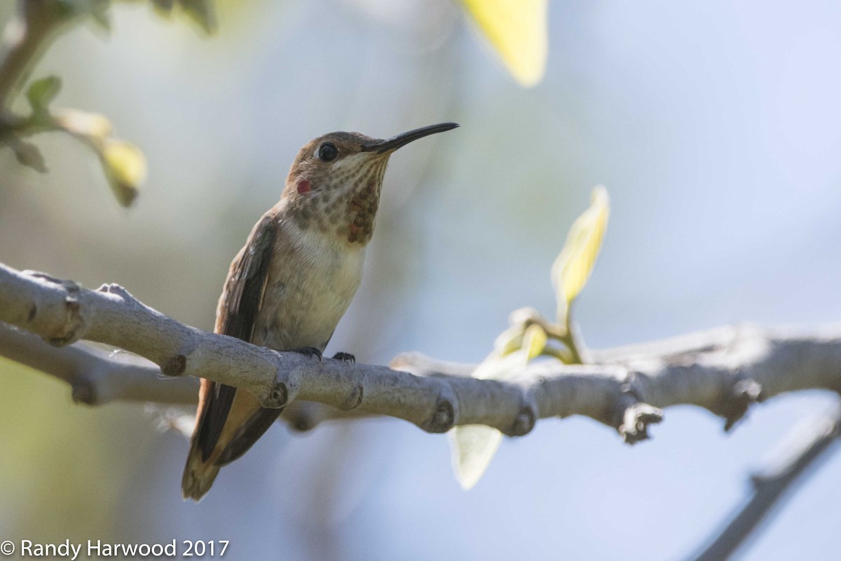 Allen's Hummingbird - Randy Harwood