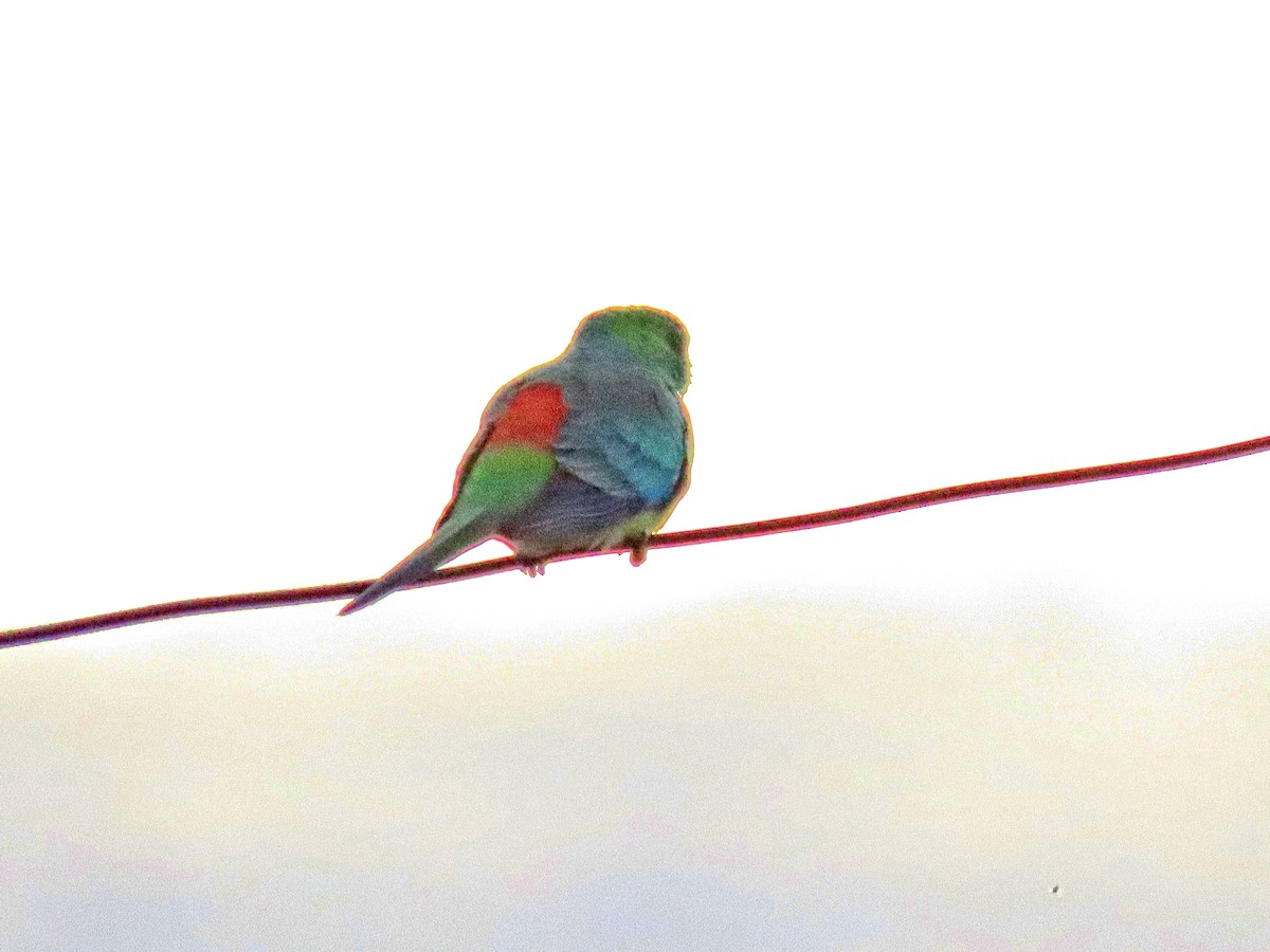 Red-rumped Parrot - ML586464371