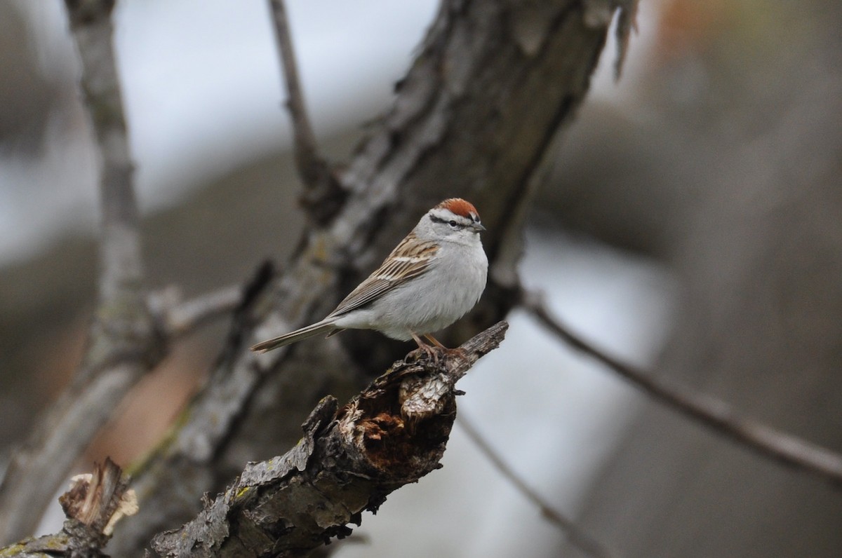Chipping Sparrow - ML586465401