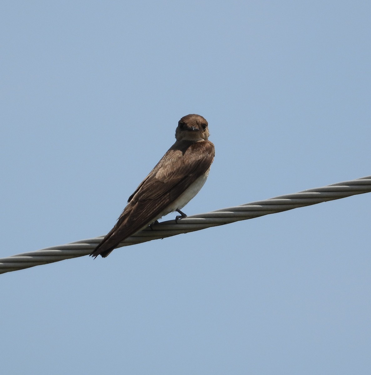 Northern Rough-winged Swallow - ML586465891