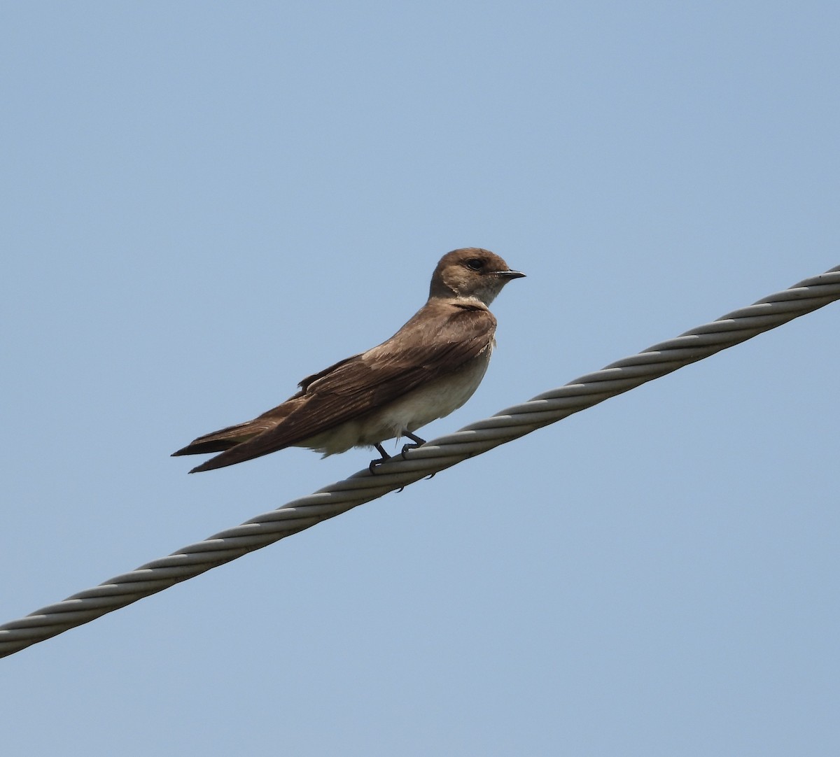 Northern Rough-winged Swallow - Amy Lyyski