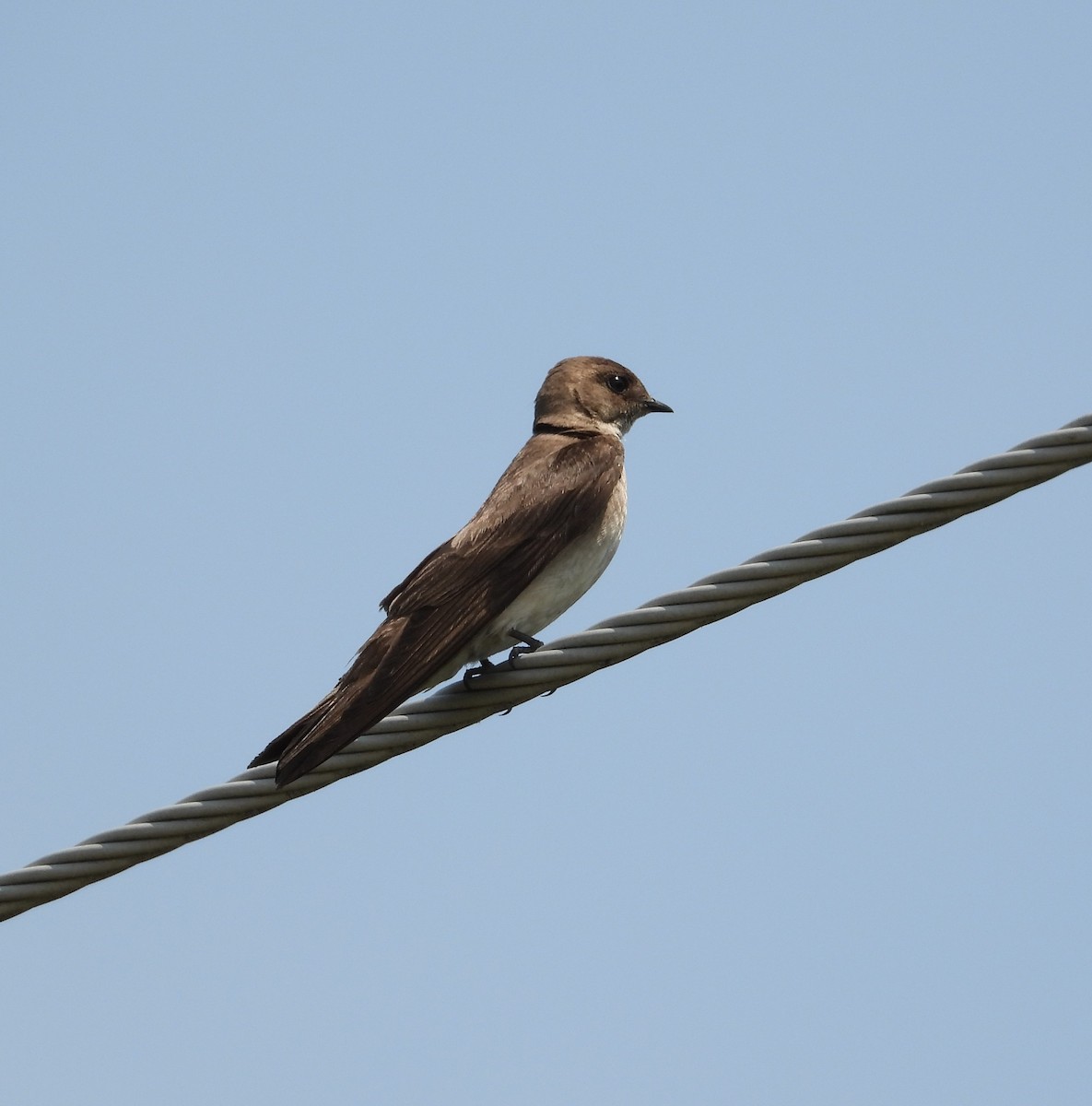 Northern Rough-winged Swallow - ML586465931