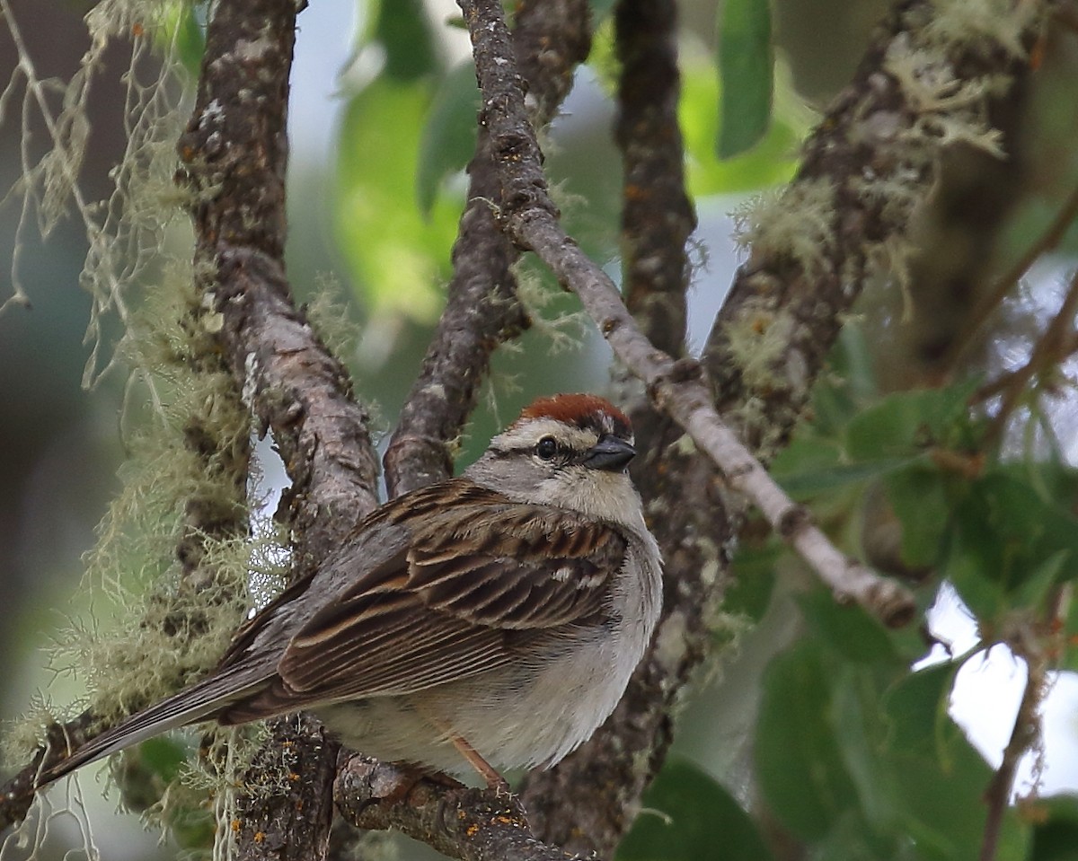 Chipping Sparrow - ML58646641
