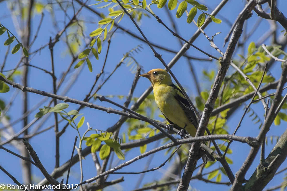 Western Tanager - ML58646741
