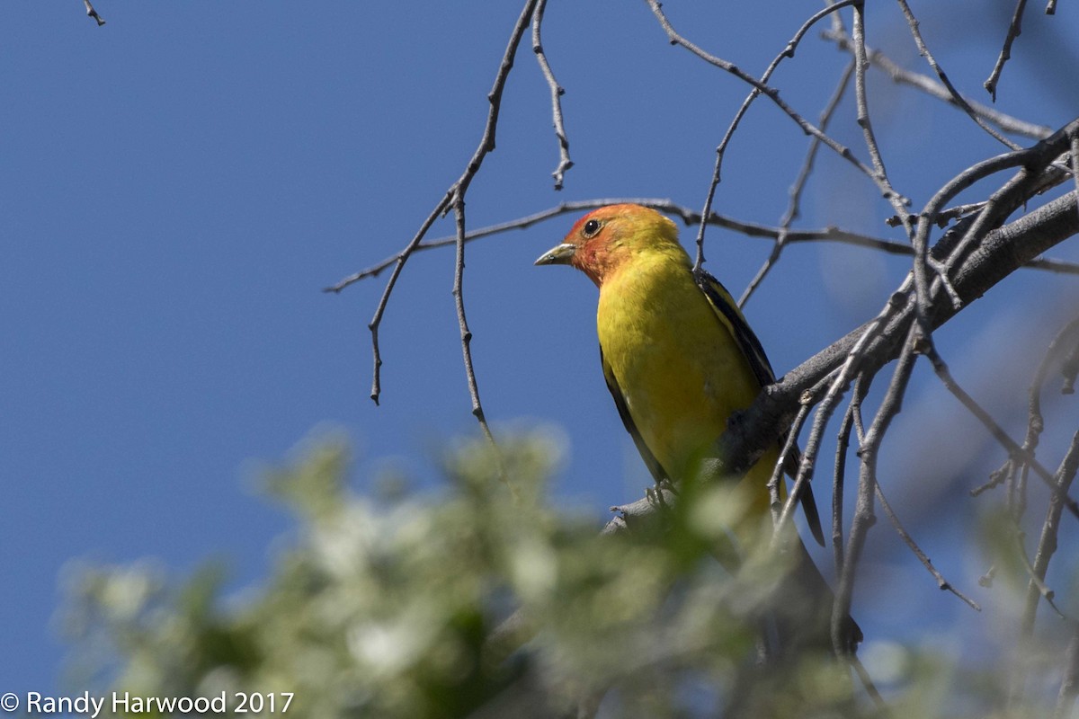 Western Tanager - ML58646751
