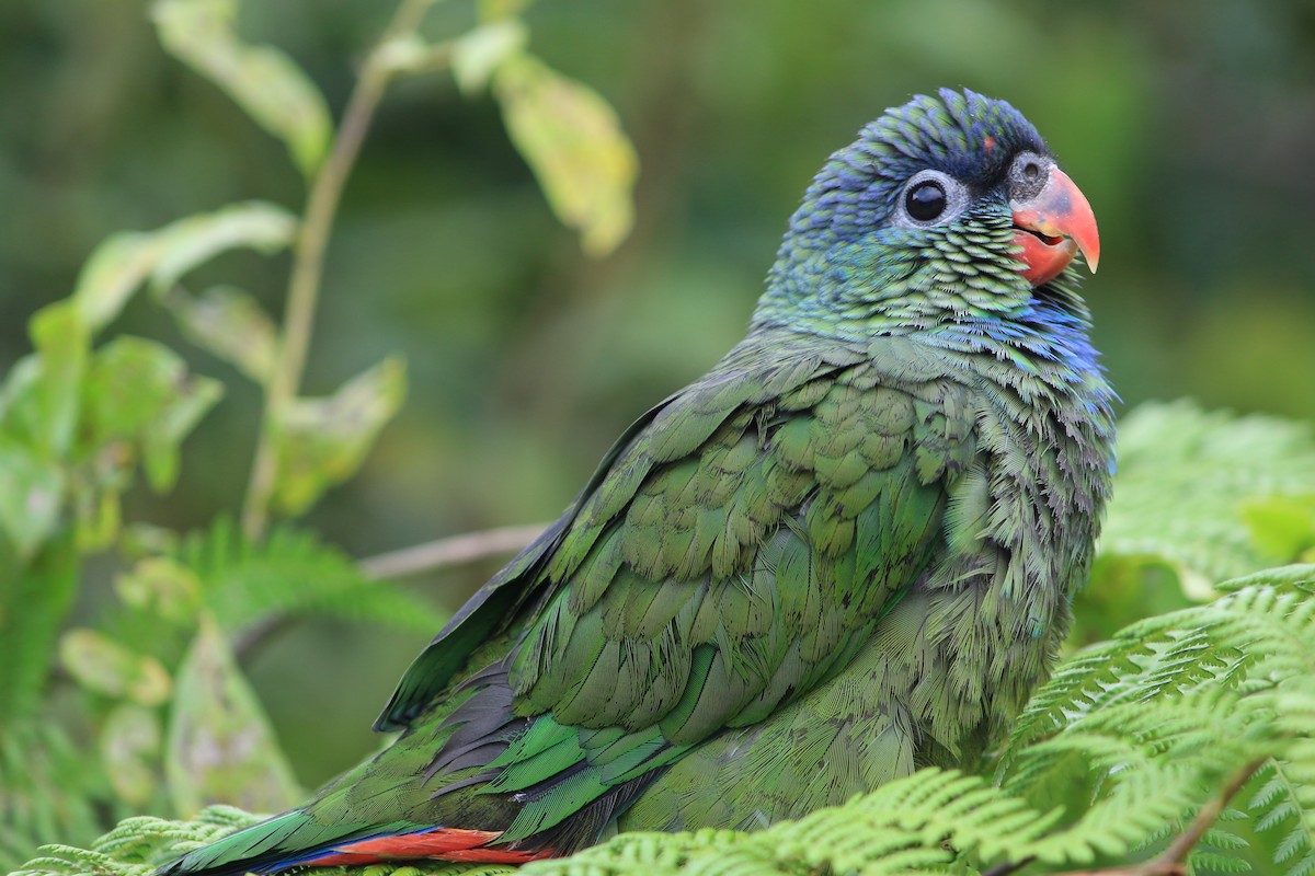 Red-billed Parrot - Wilson Patricio Cabrera Guallazaca