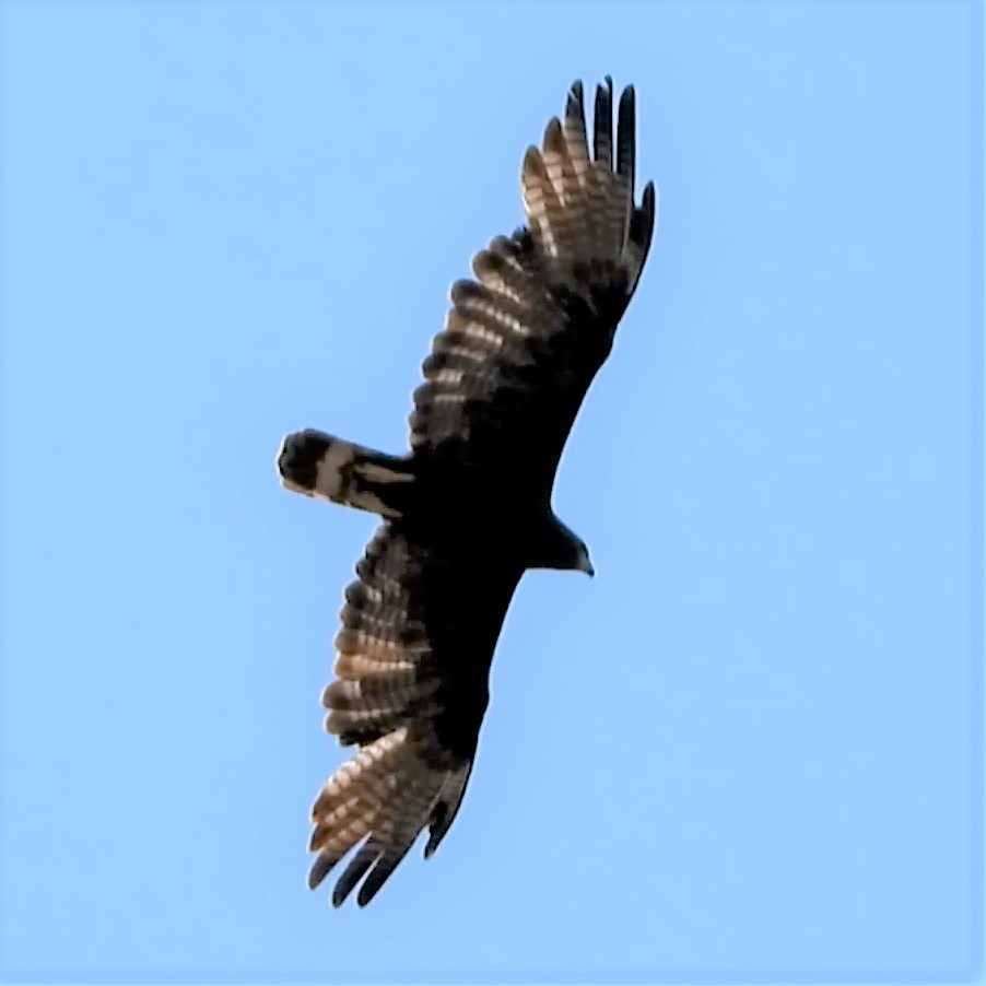 Zone-tailed Hawk - ML586470621