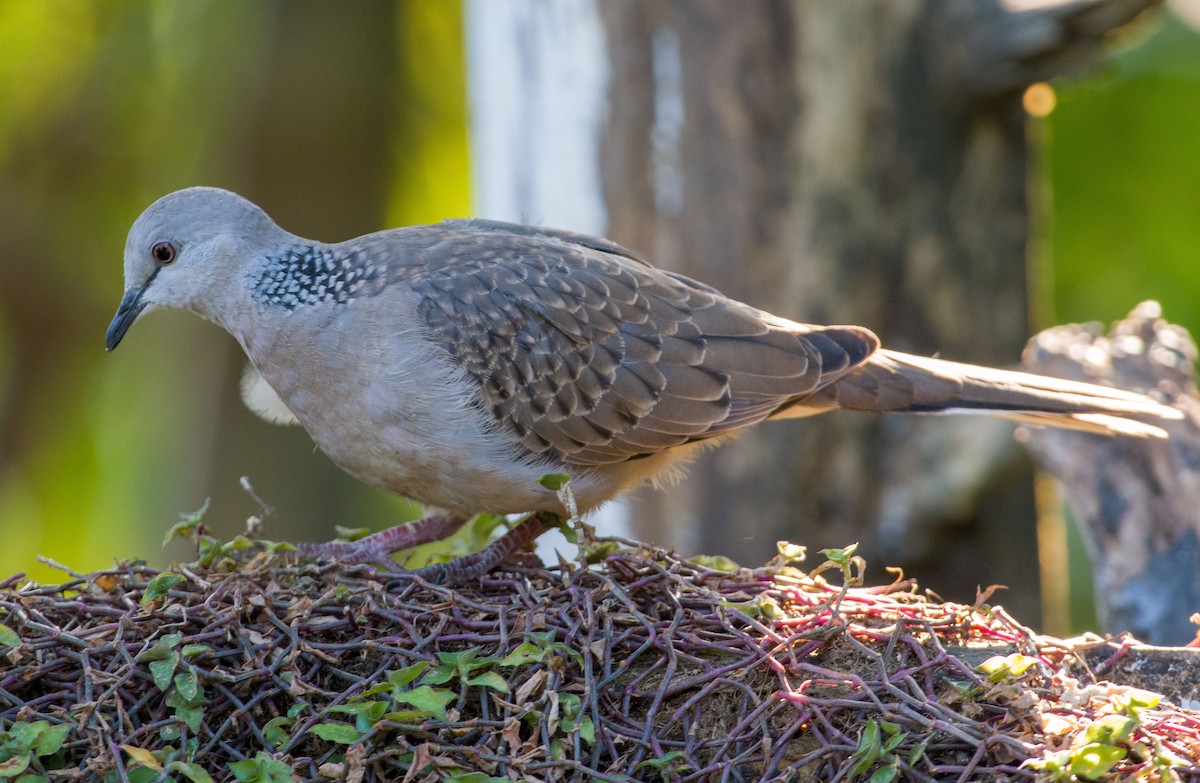Spotted Dove - ML586471211