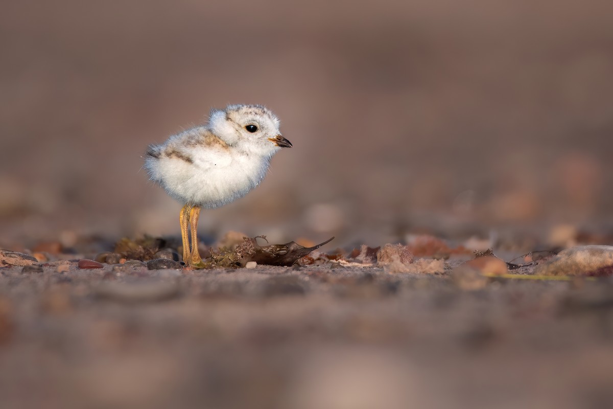 Piping Plover - ML586471681