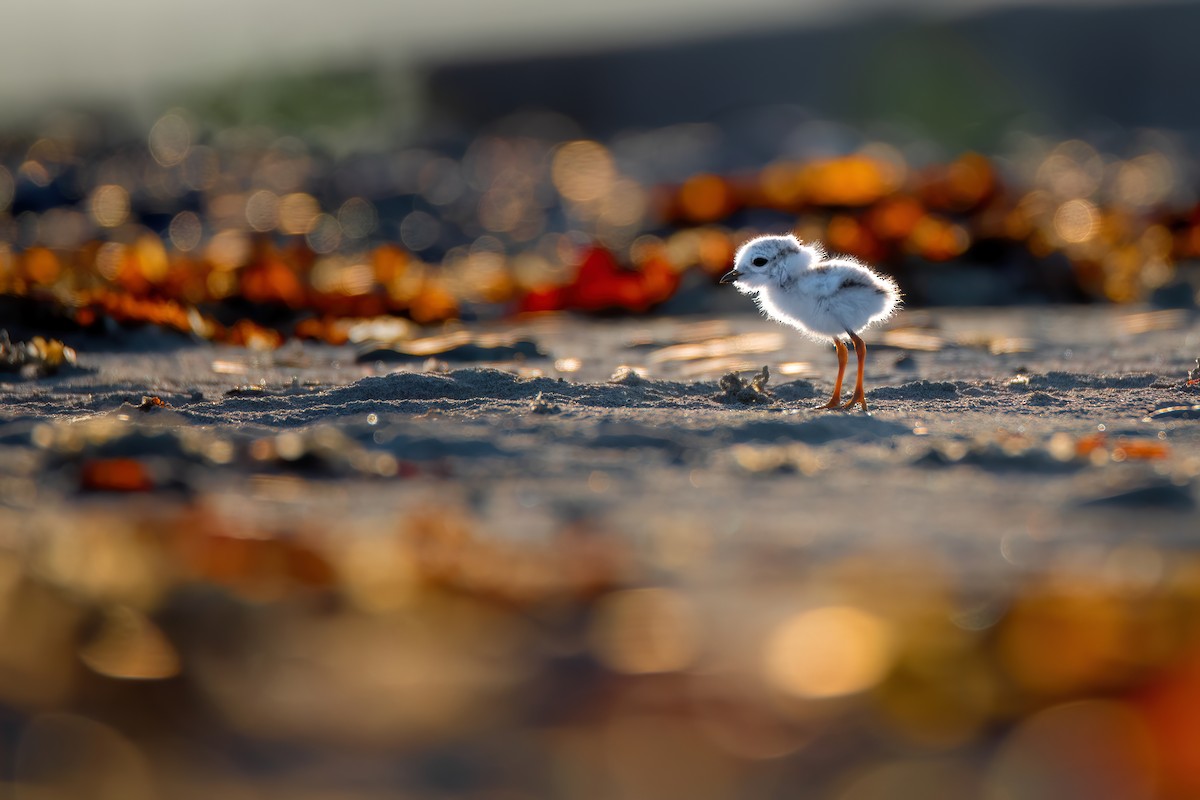 Piping Plover - ML586471691