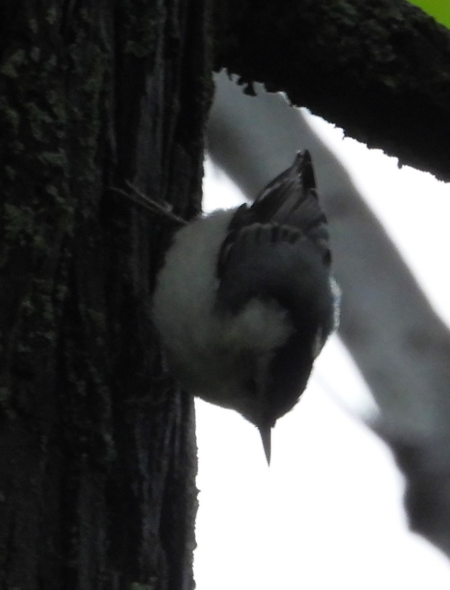 White-breasted Nuthatch - ML586473851